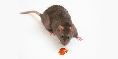 Lokkemiddel til mus-og rottefælder